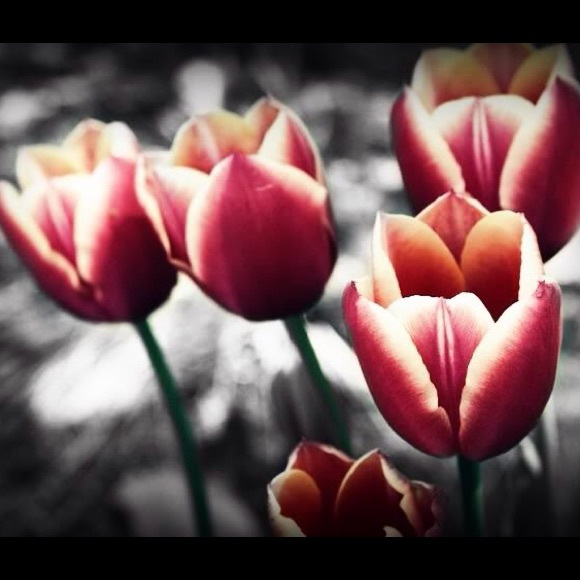 Meet your Posher, Julie - Picture 4 of 7